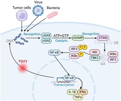 The role of cGAS-STING signaling in the development and therapy of head and neck squamous cell carcinoma